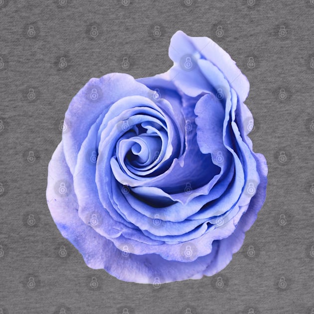 Blue Purple Rose Art Photo by felixbunny